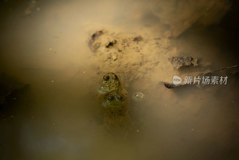 安徽黄腹蟾蜍(bomina variegata